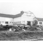 Dairy barn with cows